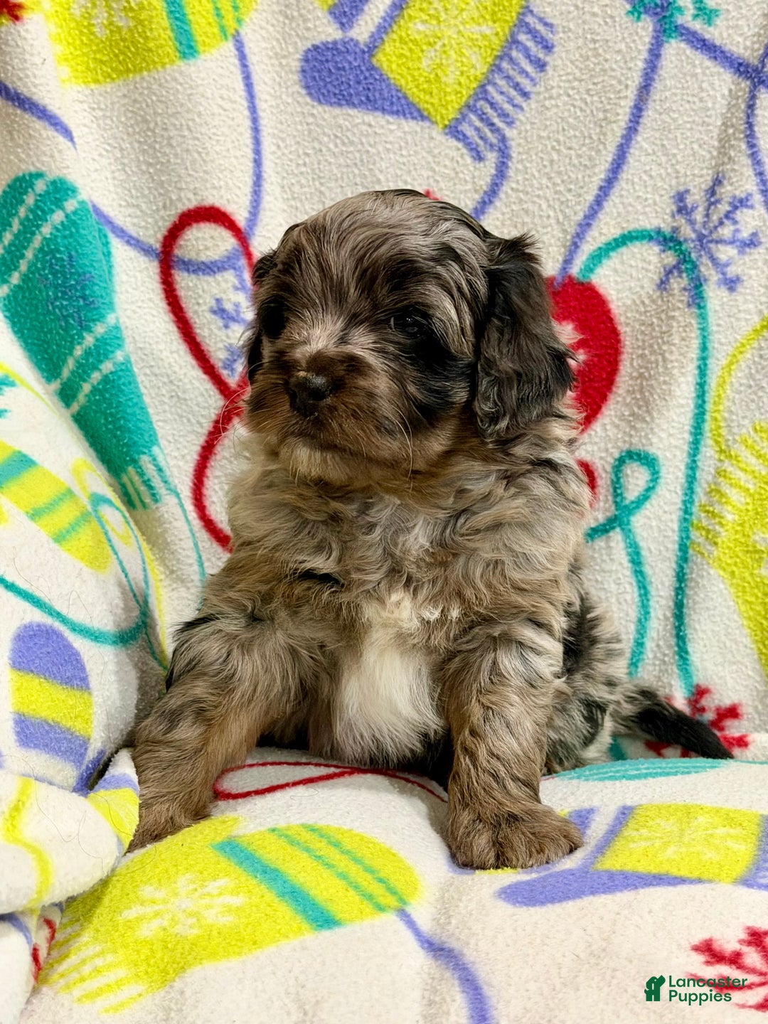 Mini Aussiedoodle dogs for sale: Cody - Ad 1