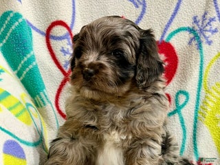 Mini Aussiedoodle dogs Cody - Ad 41