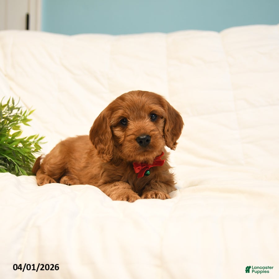 Cavapoo dogs Theo - Ad 2