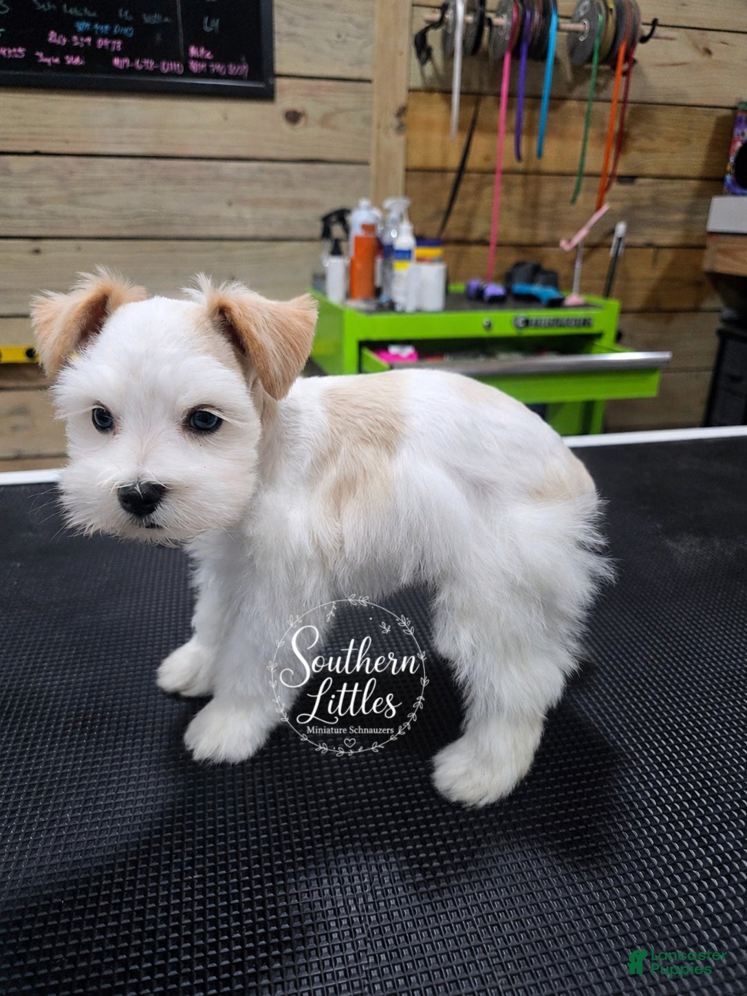 Miniature Schnauzer dogs Rapunzel  - Ad 1