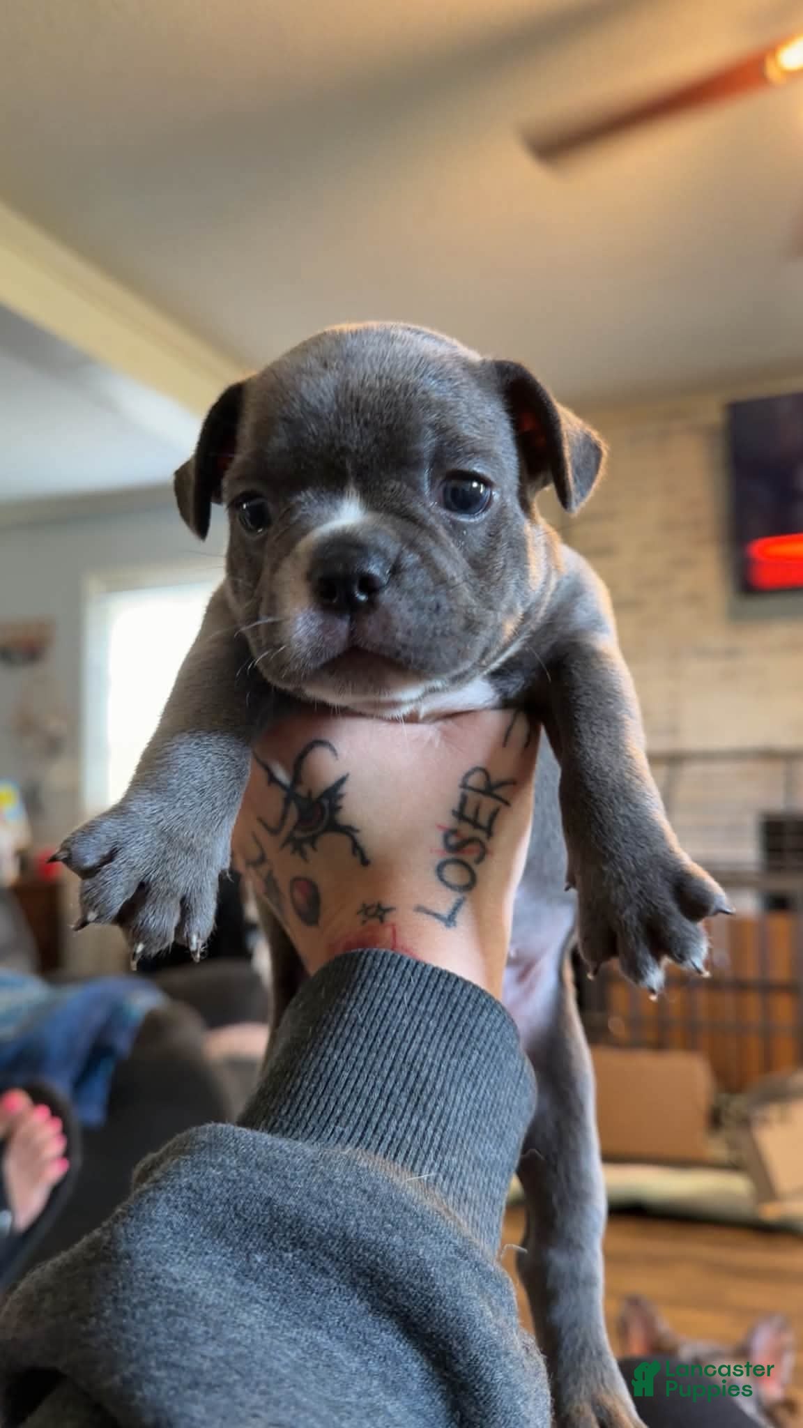 Mixed Breed dogs Chestnut - Ad 2