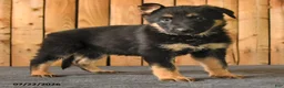 German Shepherd dogs for sale: Freya - Ad 3
