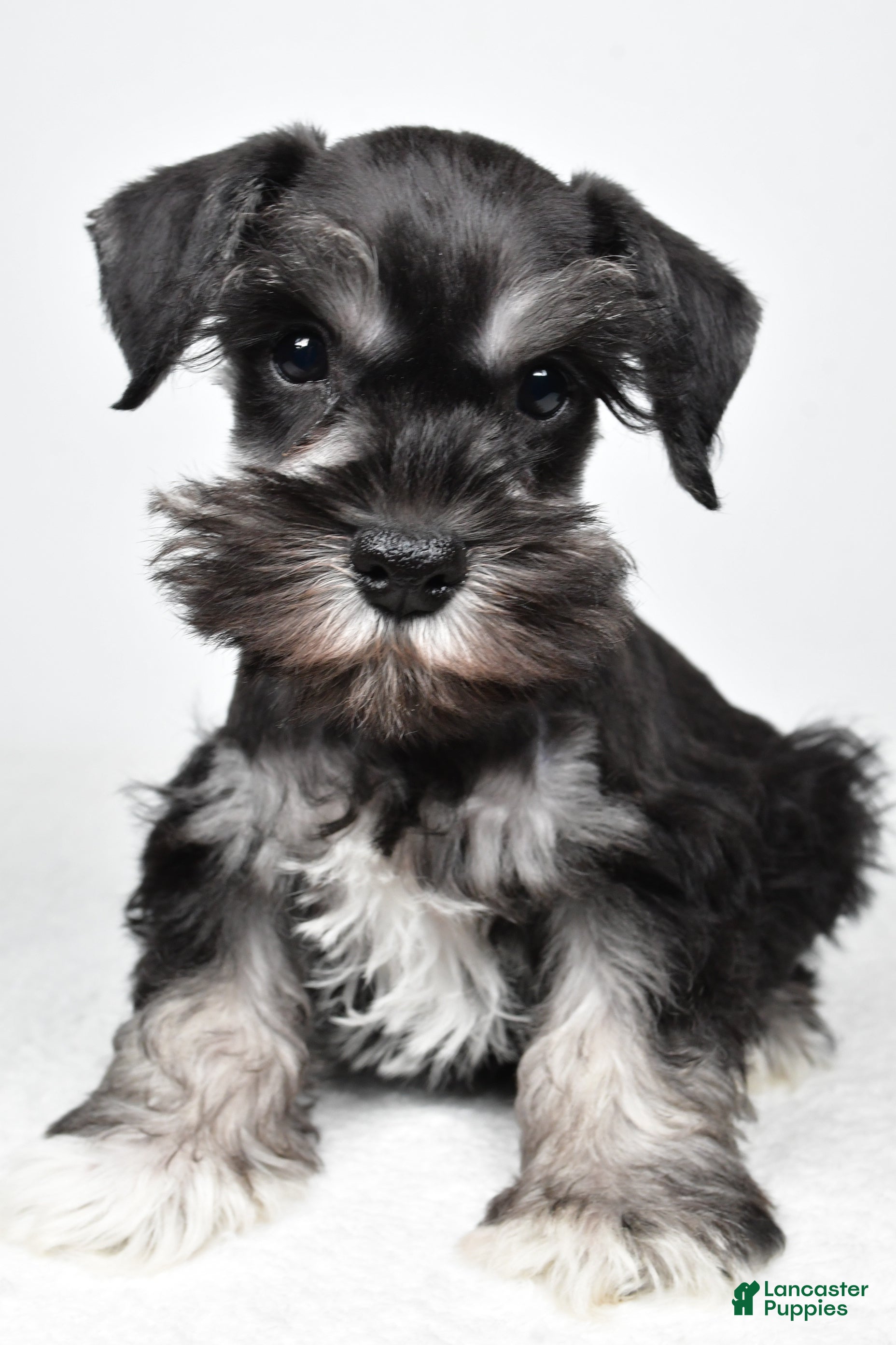 Miniature Schnauzer dogs Jeri - Ad 2