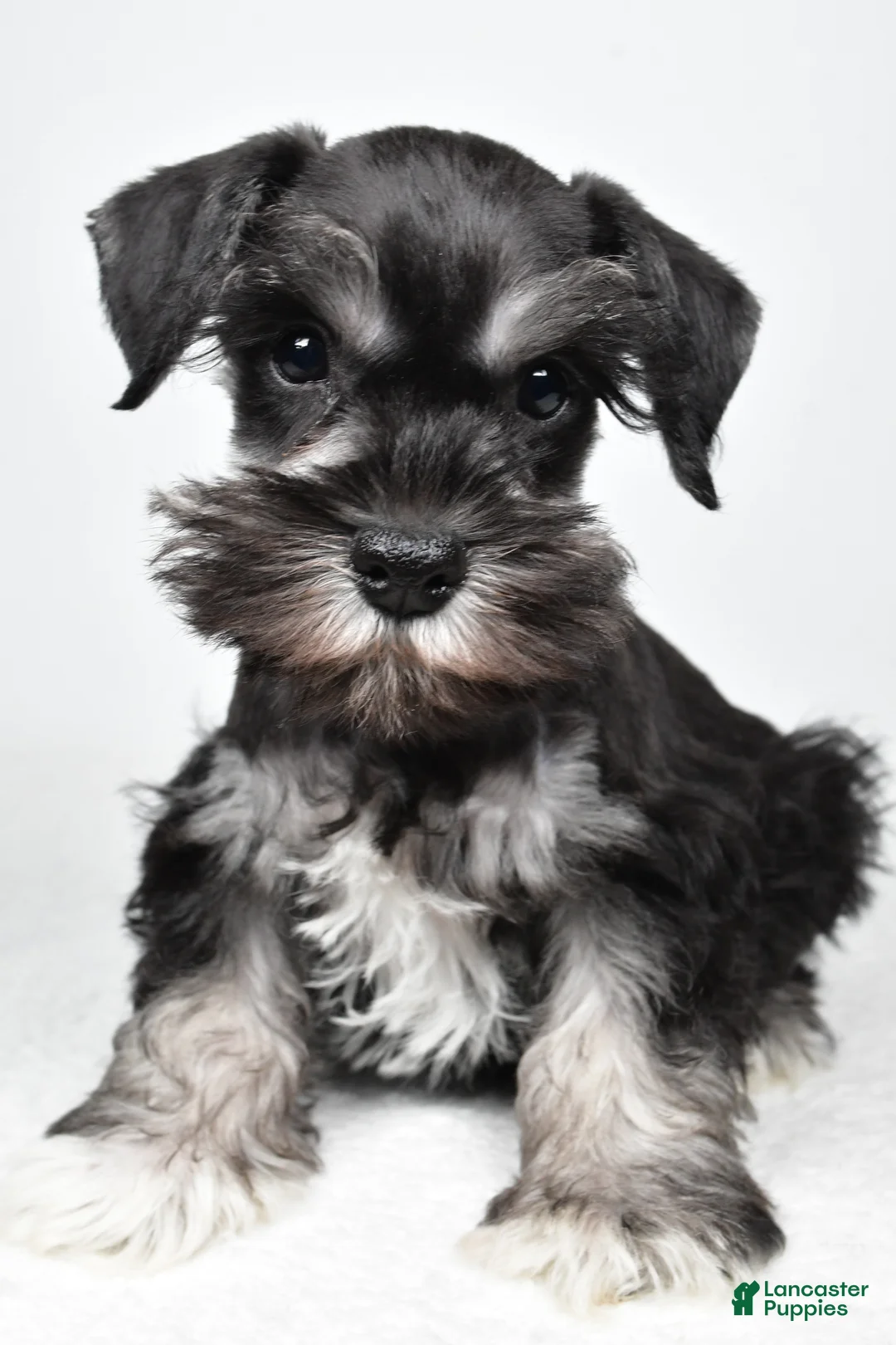 Miniature Schnauzer dogs for sale: Jeri - Ad 2