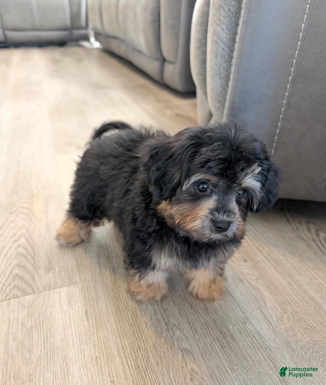 Alvin (Pomapoo, Male) in West Haven, CT