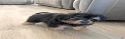 Pomapoo dogs for sale: Alvin - Ad 1