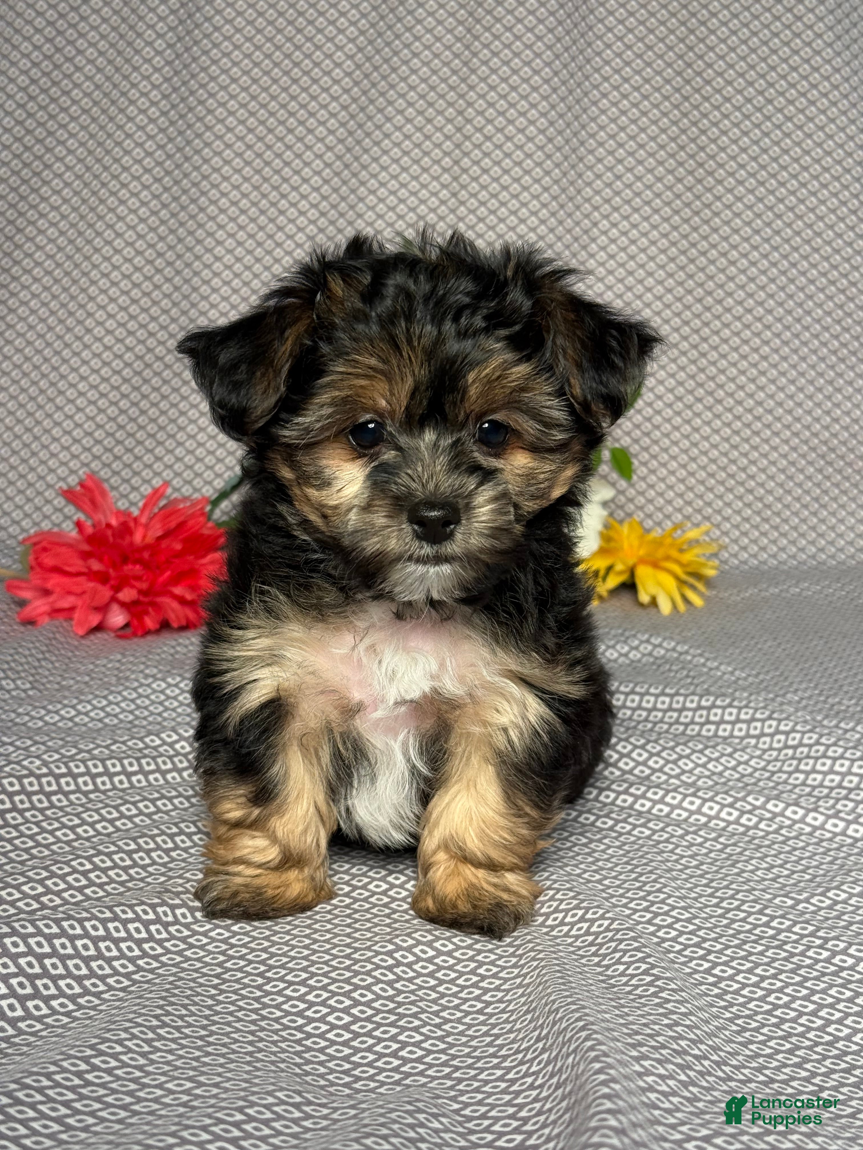 Yochon dogs Tyler - Ad 1