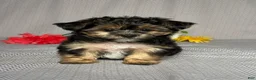 Yochon dogs for sale: Tyler - Ad 1