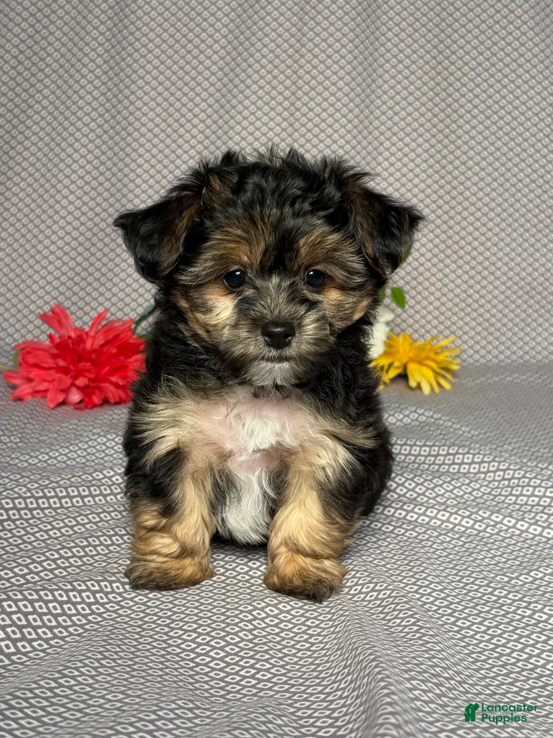 Yochon dogs for sale: Tyler - Ad 1