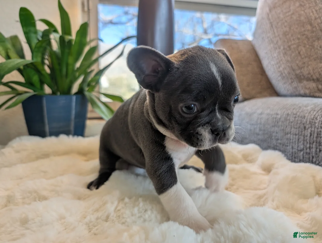 Frenchton dogs for sale: Clover - Ad 2