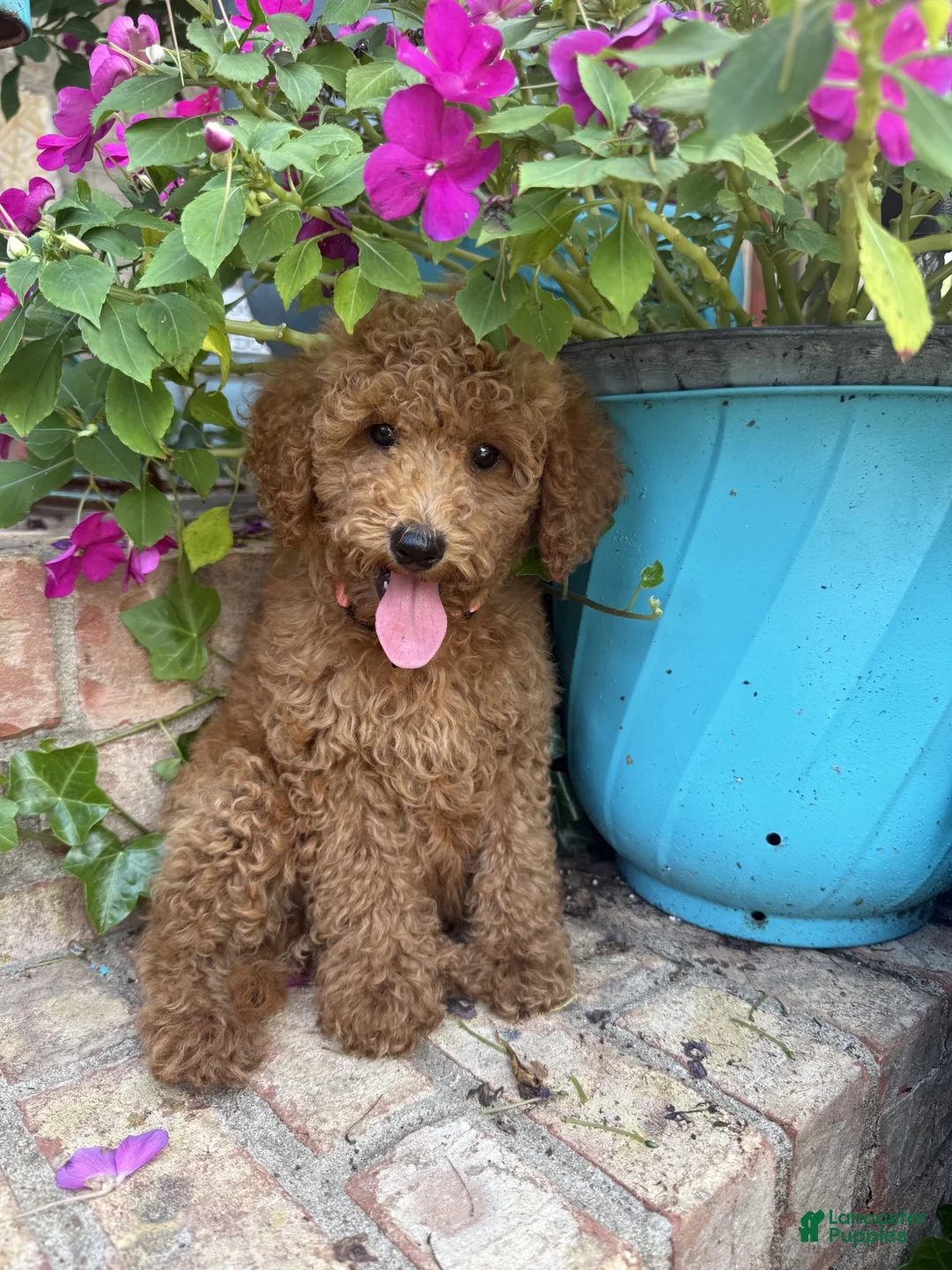 Miniature Labradoodle dogs for sale: Clover - Ad 7