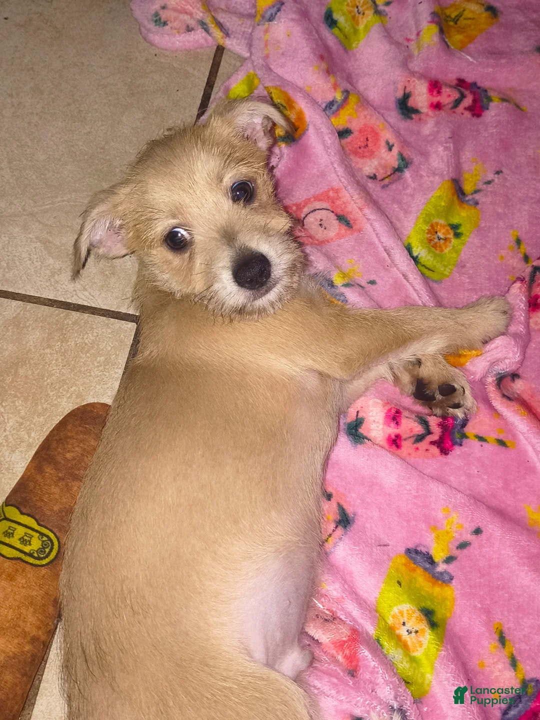 Mixed Breed dogs for sale: Mixed Breed Puppy 1 - Ad 1