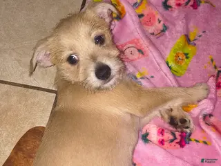 Mixed Breed dogs Mixed Breed Puppy 1 - Ad 13