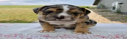 Beabull dogs for sale: Henry - Ad 5