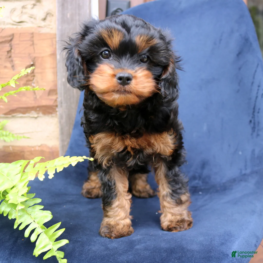 Cavapoo dogs for sale: Willow  - Ad 4