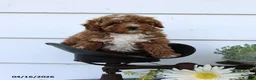 Toy Poodle dogs for sale: Pumpkin - Ad 3
