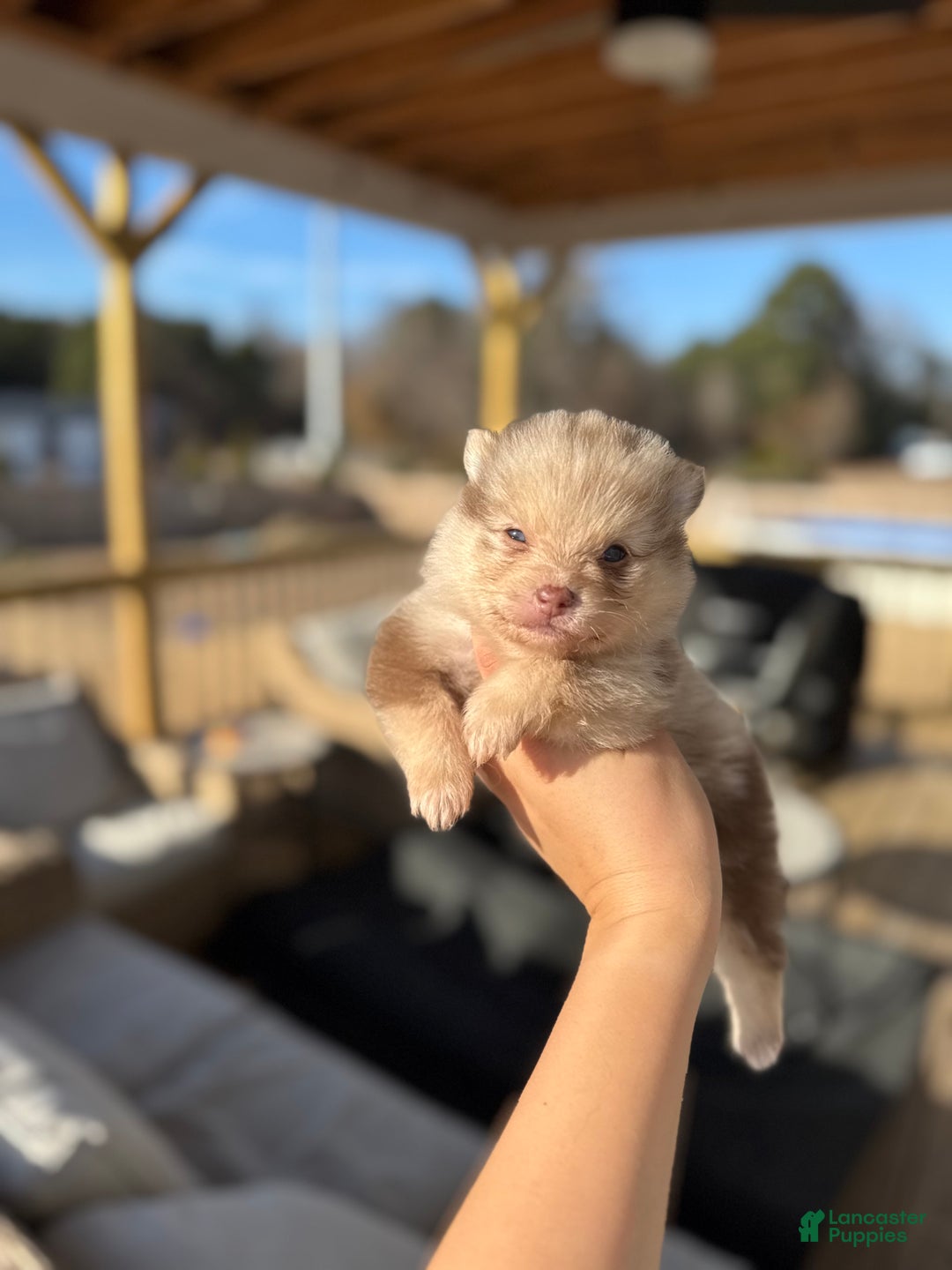 Mixed Breed dogs for sale: Nakoa - Ad 1