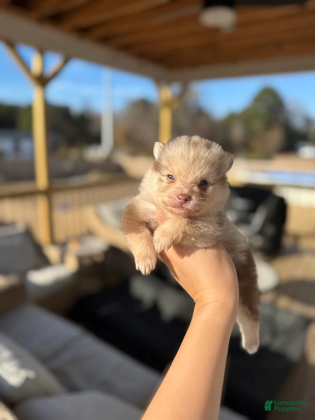 Mixed Breed dogs for sale: Nakoa - Ad 6