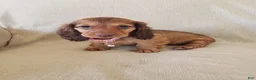 Miniature Dachshund dogs for sale: GRACIE - Ad 1