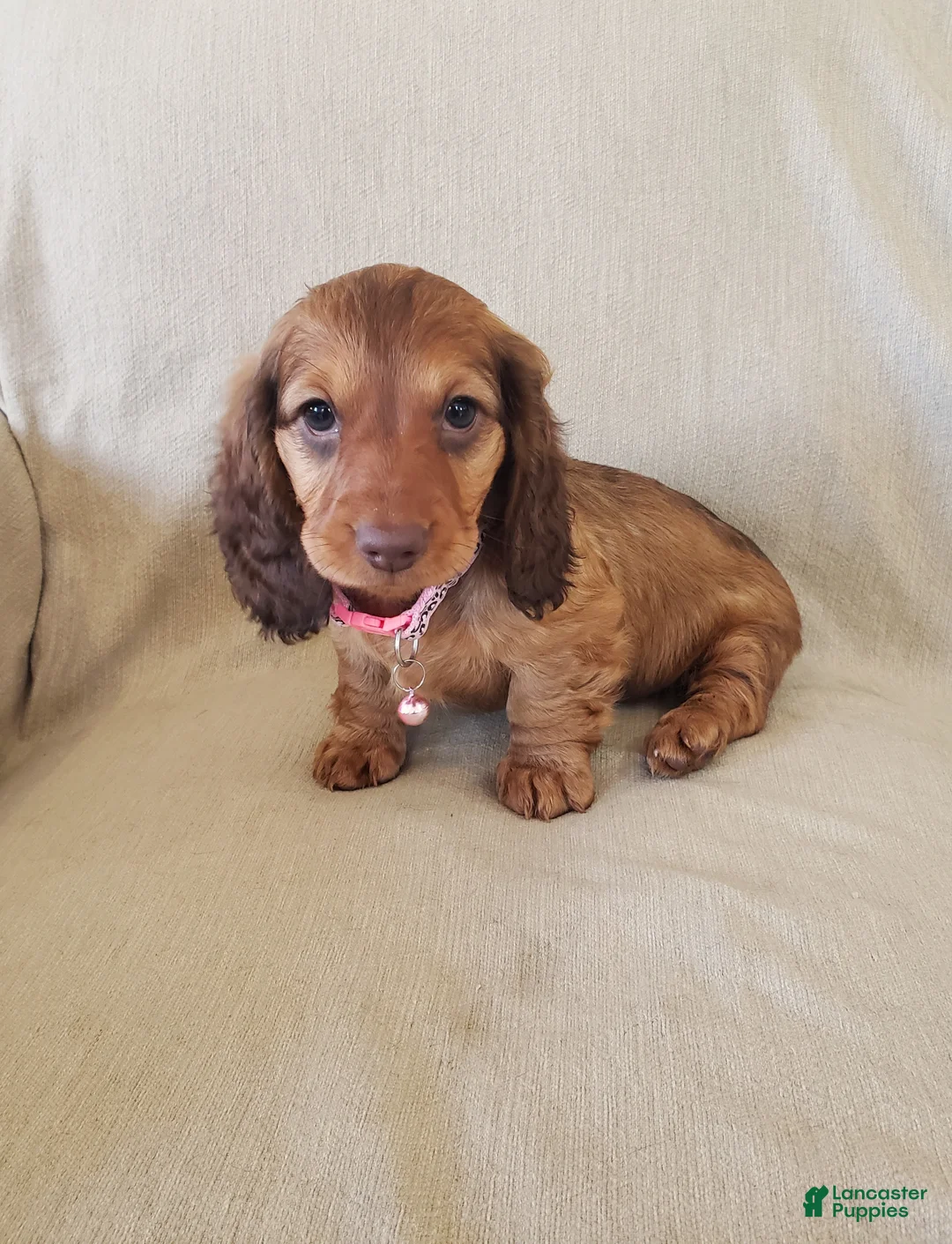 Miniature Dachshund dogs for sale: GRACIE - Ad 1