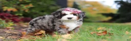 Mini Bernedoodle dogs for sale: Zendaya - Ad 3