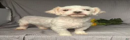Maltese dogs for sale: Nick - Ad 6