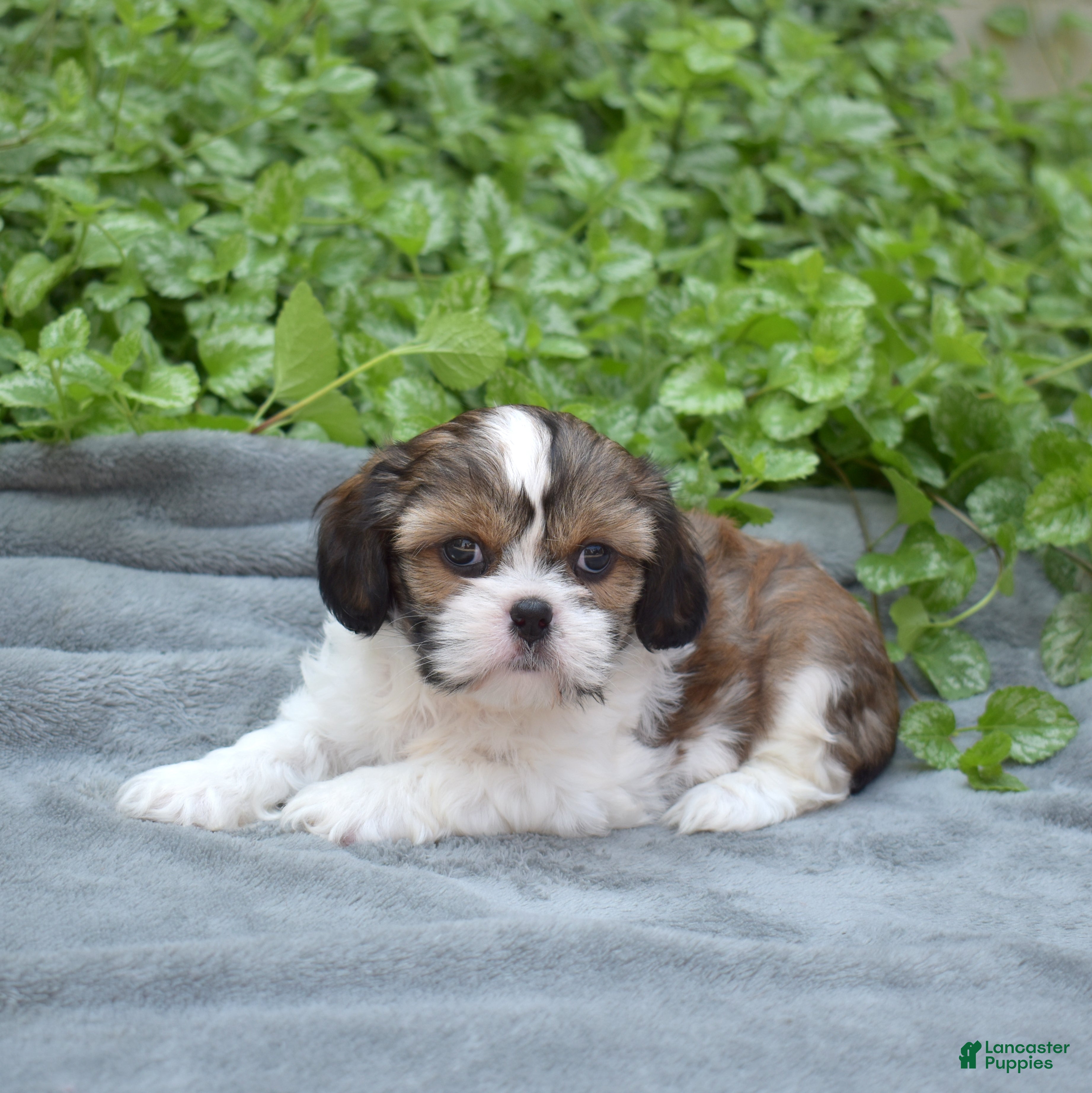 Mixed Breed dogs Petunia  - Ad 1