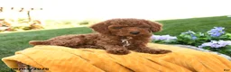 Miniature Poodle dogs for sale: Milo - Ad 3