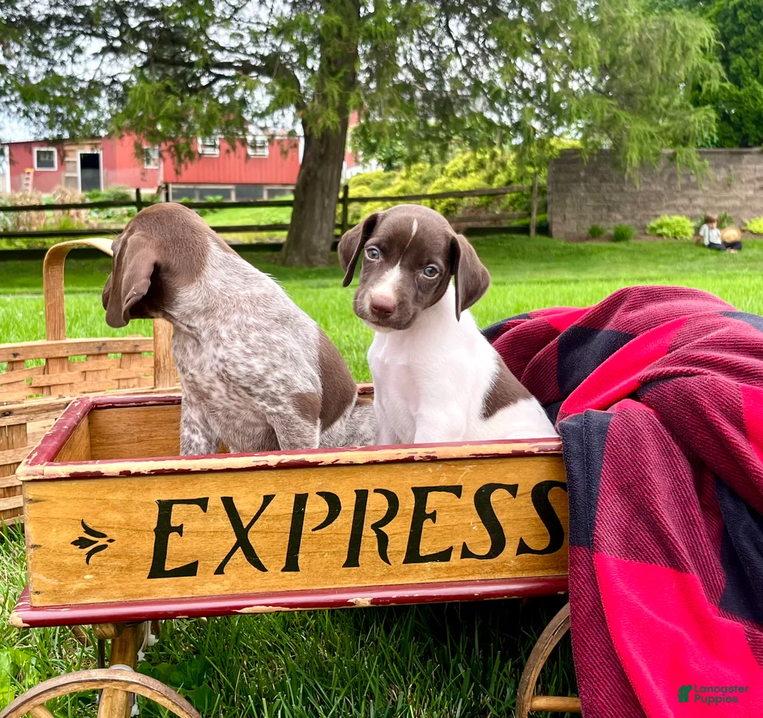 German Shorthaired Pointer dogs for sale: Penny❤️AKC Hip Cert❤️Call to Schedule A Play date Today - Ad 2