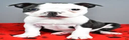 Boston Terrier dogs for sale: Asher - Ad 3