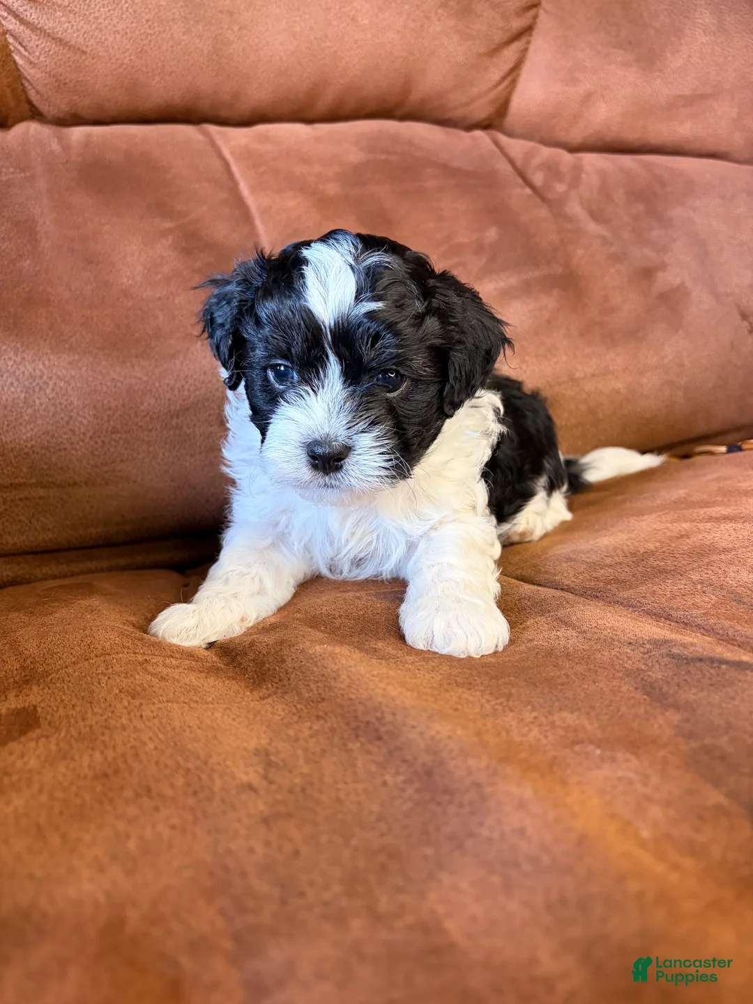 Mixed Breed dogs for sale: Archie - Ad 1
