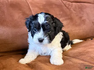 Mixed Breed dogs Archie - Ad 20