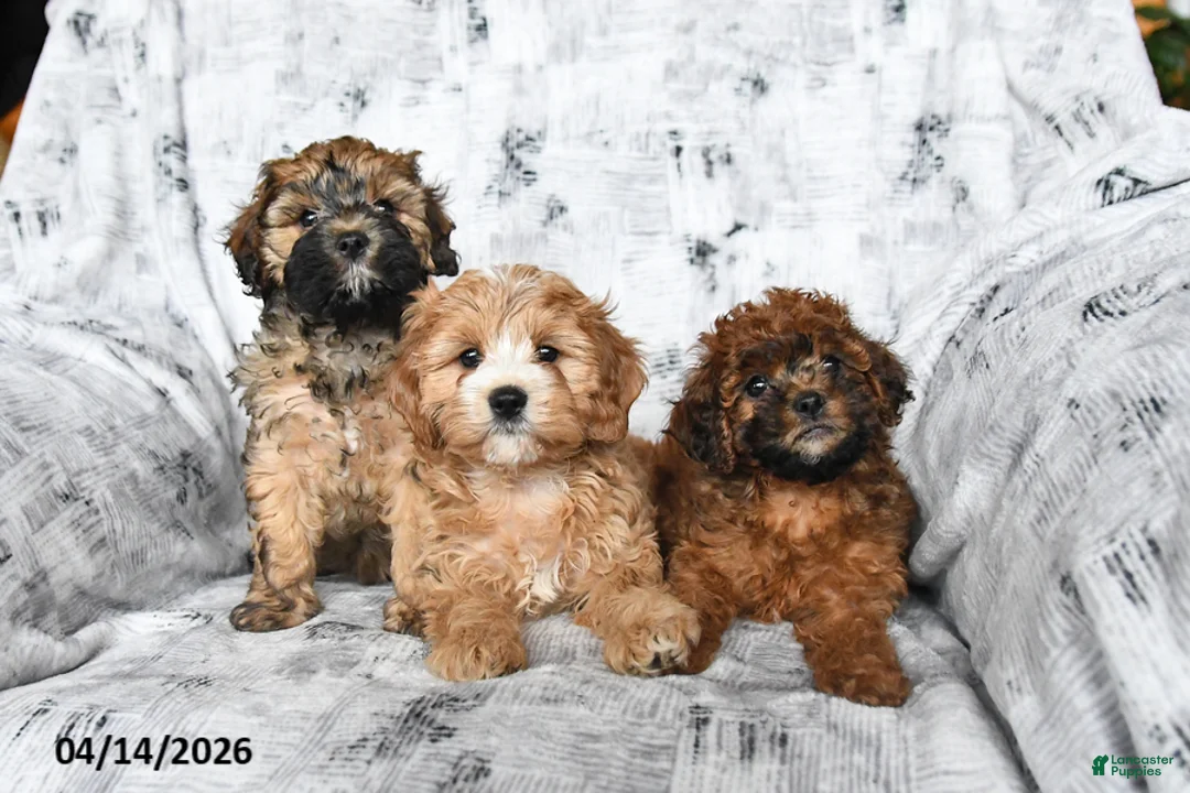 Cavapoo dogs for sale: Dandelion - Ad 5