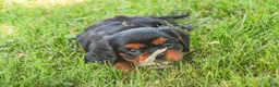 Cavalier King Charles Spaniel dogs for sale: Loki Cavalier King Charles Spaniel - Ad 8