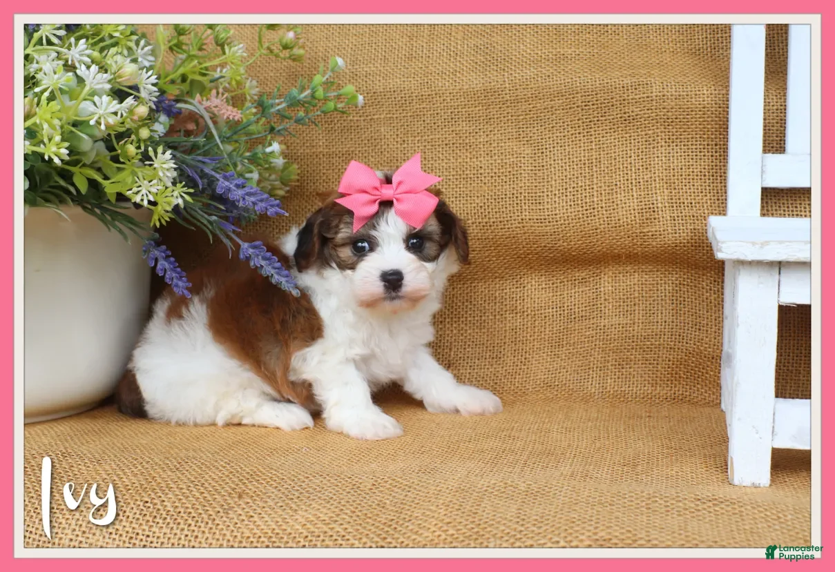 Cavapoo dogs Ivy  - Ad 1