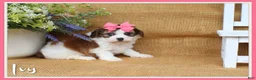 Cavapoo dogs for sale: Ivy  - Ad 1