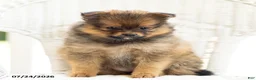 Pomeranian dogs for sale: Amber - Ad 4