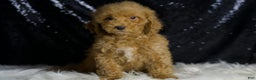 Mini Goldendoodle dogs for sale: Charger - Ad 3