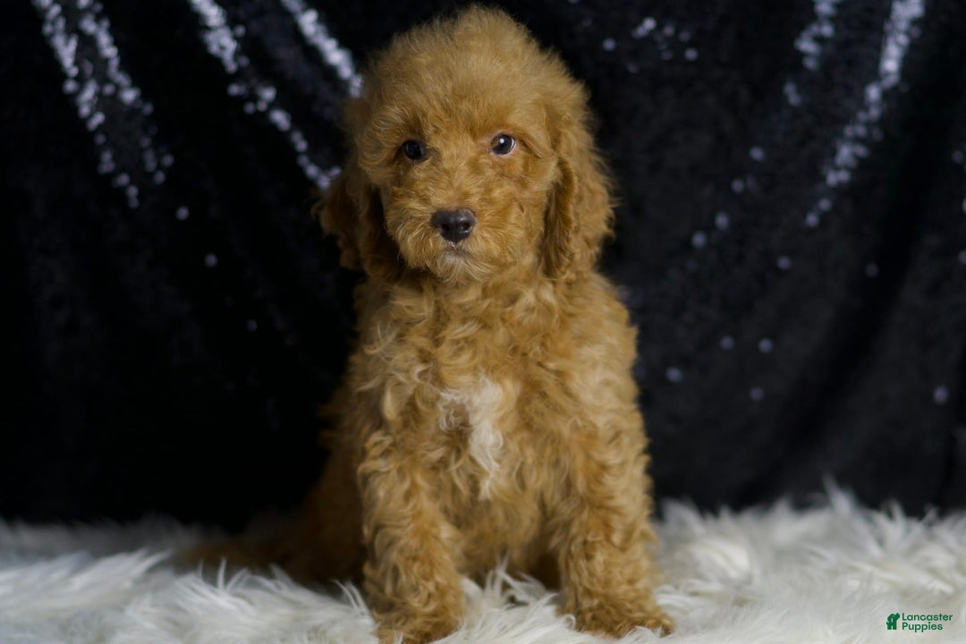 Mini Goldendoodle dogs for sale: Charger - Ad 3