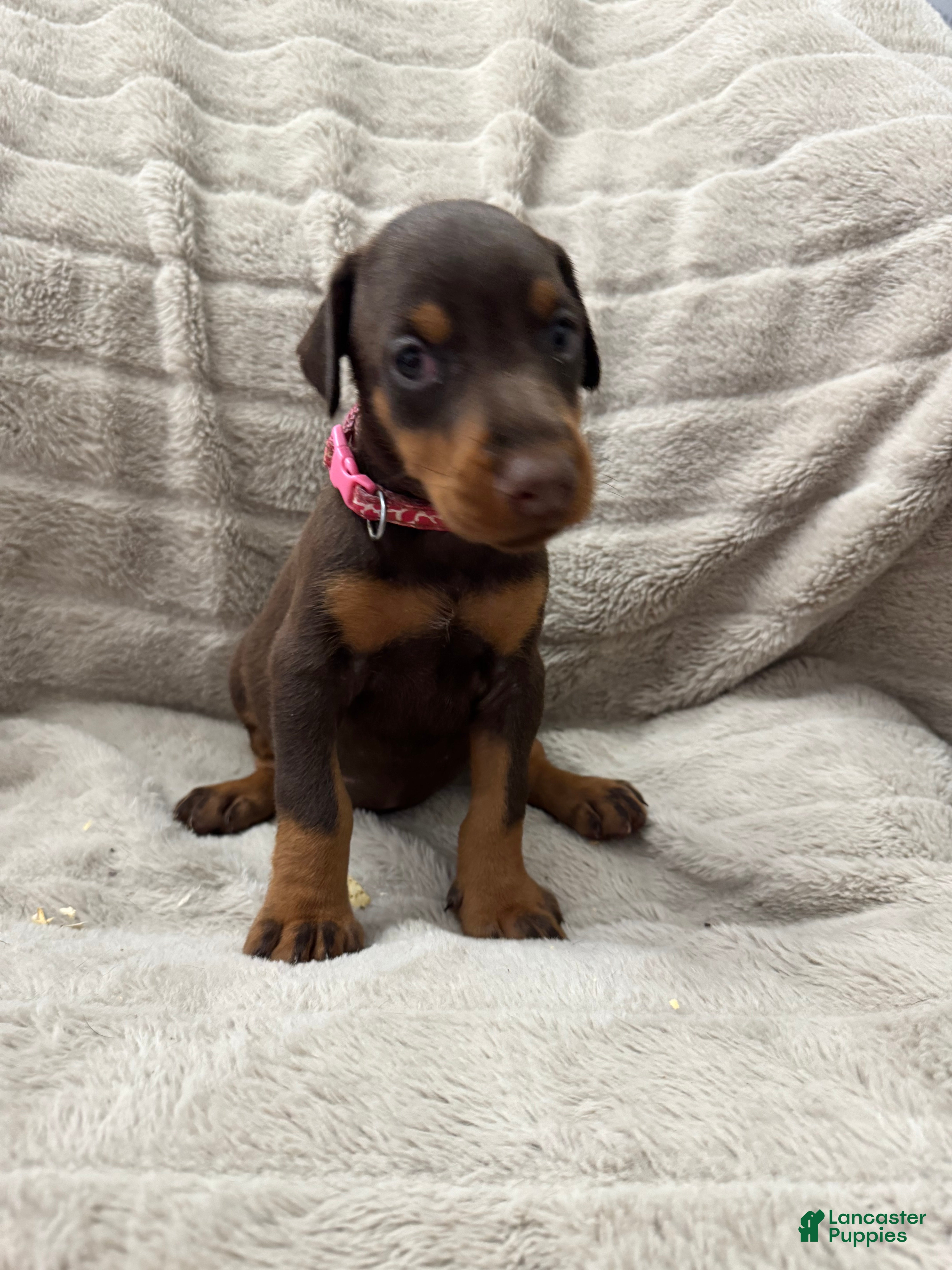 Doberman Pinscher Puppies for sale in New York Lancaster Puppies