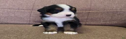 Miniature Bernese Mountain Dog dogs for sale: Tom Collins - Ad 21
