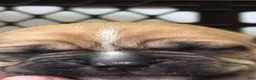 Puggle dogs for sale: Light pink collar  - Ad 16