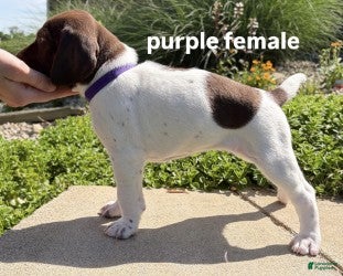 German Shorthaired Pointer dogs Purple Female - Ad 1