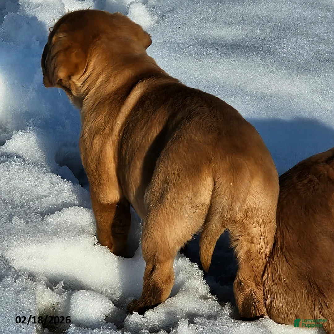 Labrador Retriever dogs for sale: Ashley - Ad 3