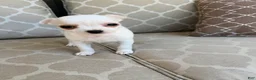 Chihuahua dogs for sale: Princess  - Ad 6