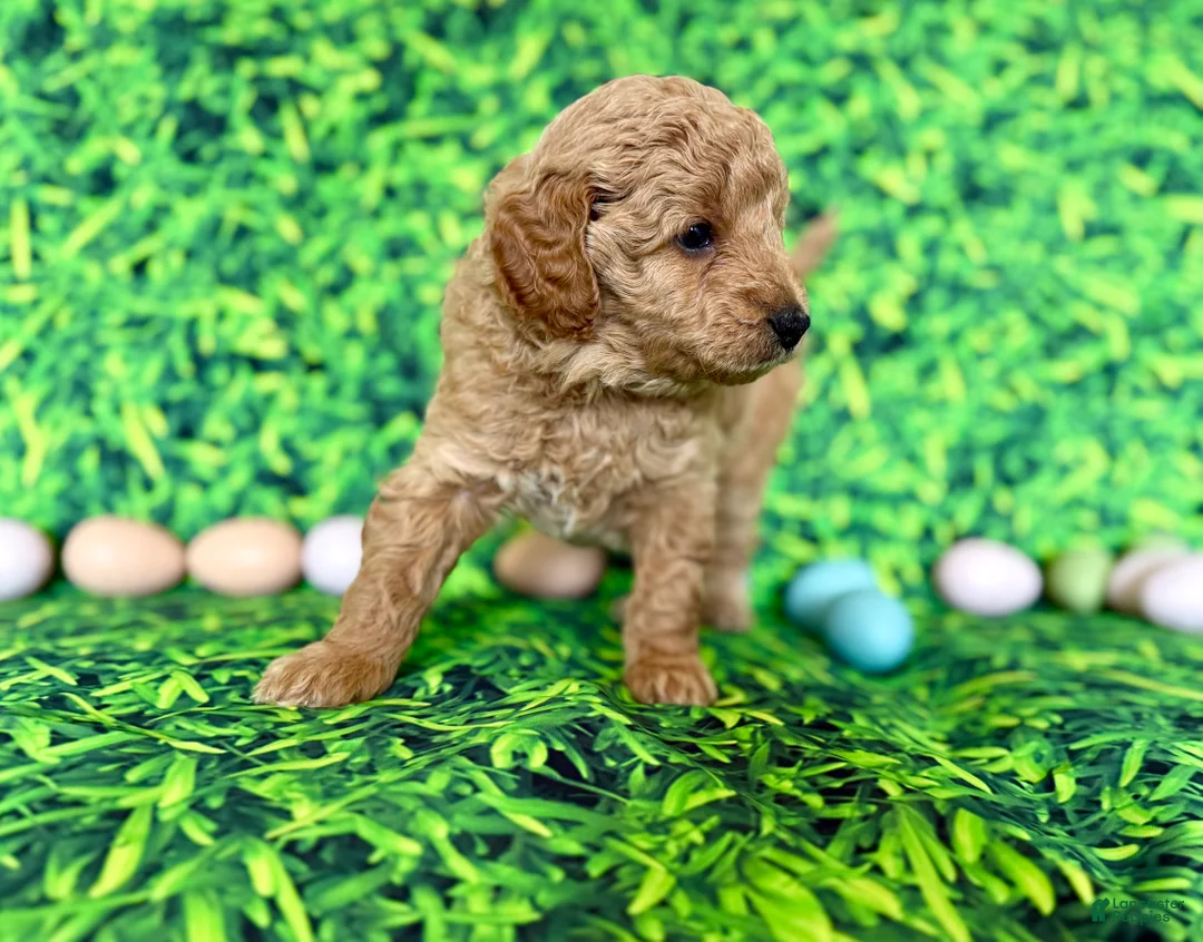 Mini Goldendoodle dogs for sale: Blue Collar  - Ad 2
