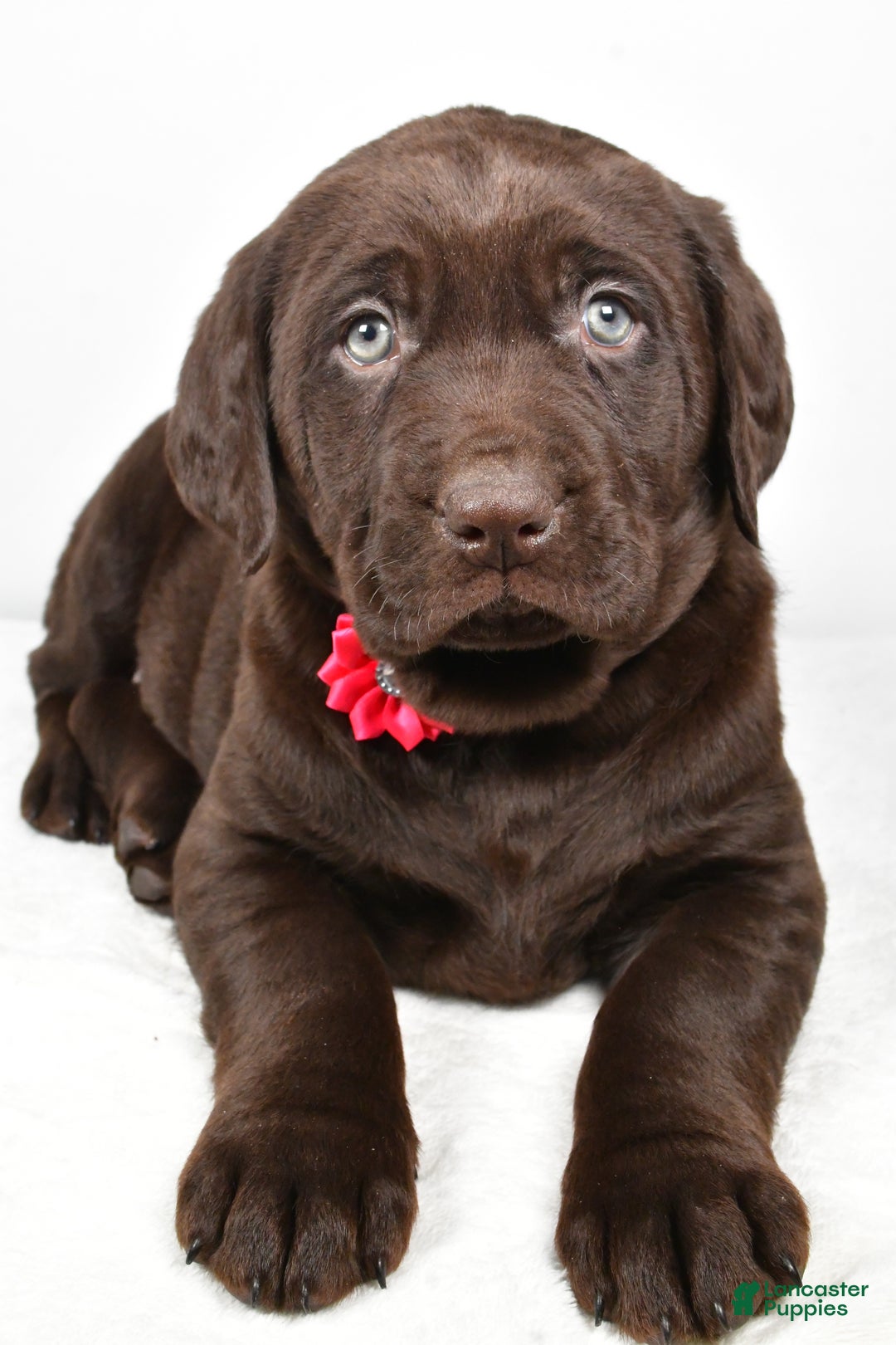 Labrador Retriever dogs for sale: Nancy - Ad 4