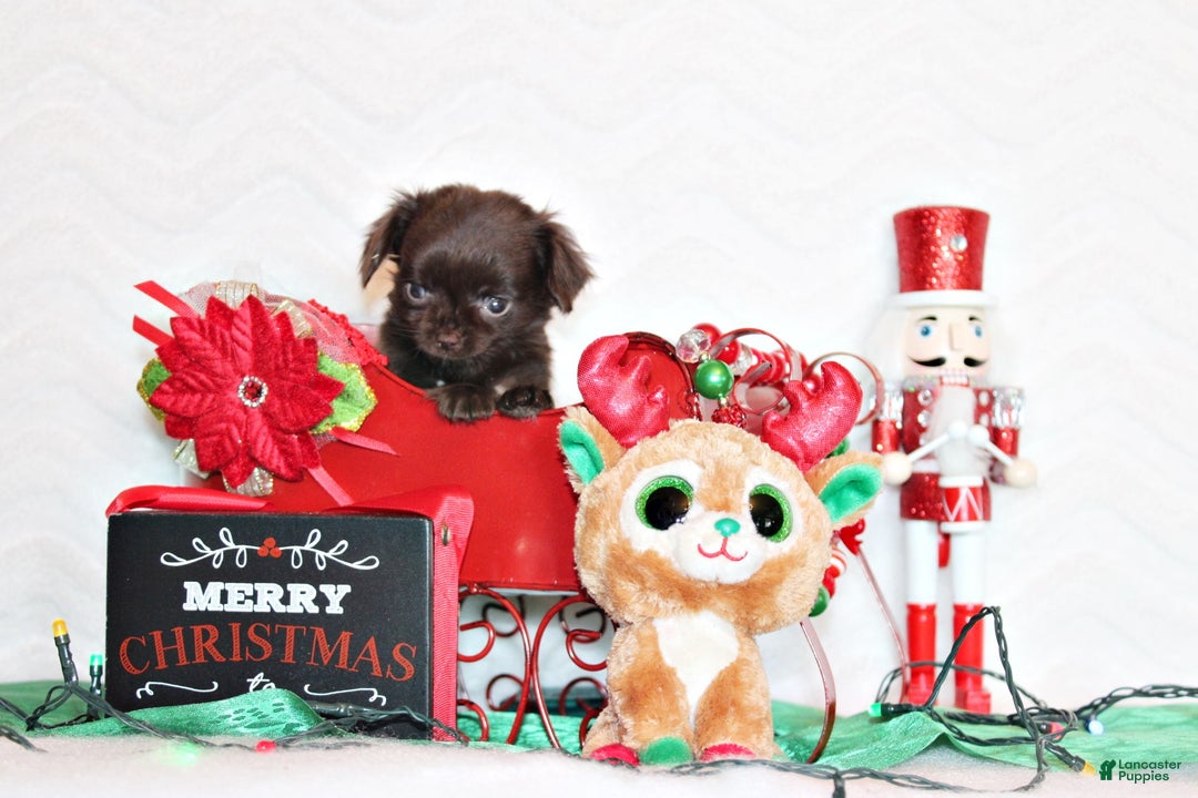 Chihuahua dogs for sale: Wilford - Ad 4