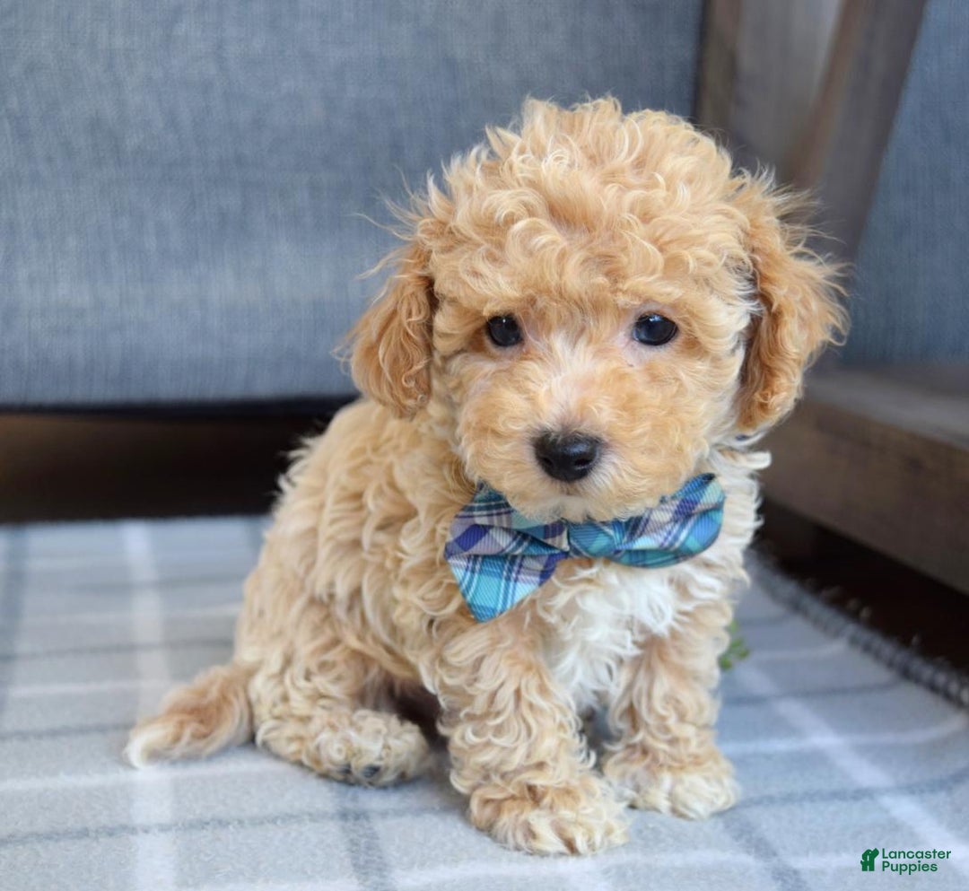 Maltipoo dogs for sale: Frankie  - Ad 13
