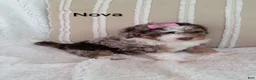 Mini Bernedoodle dogs for sale: Mini Bernedoodle 4 - Ad 3